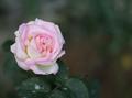 Rose.jpg