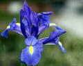 Iris