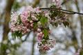 Cherry Blossom