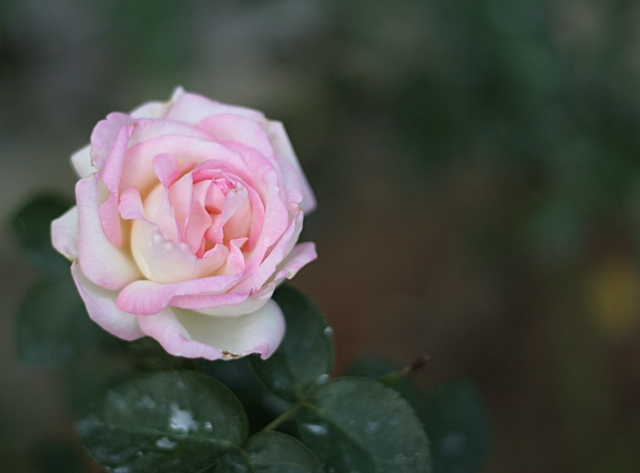 Rose.jpg