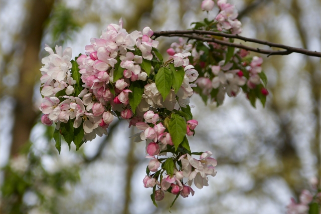 Cherry Blossom