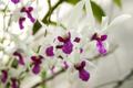 White and Purple