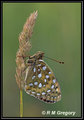 Dark Green Fritillary