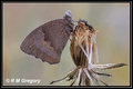 Meadow Brown