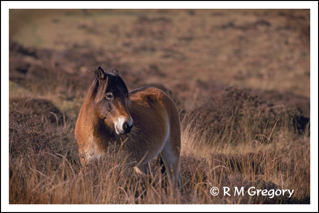 Exmoor Pony