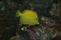 yellowfish_filtered.jpg