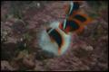 clownfish_filtered.jpg