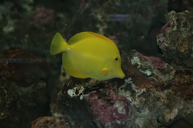 yellowfish_filtered.jpg
