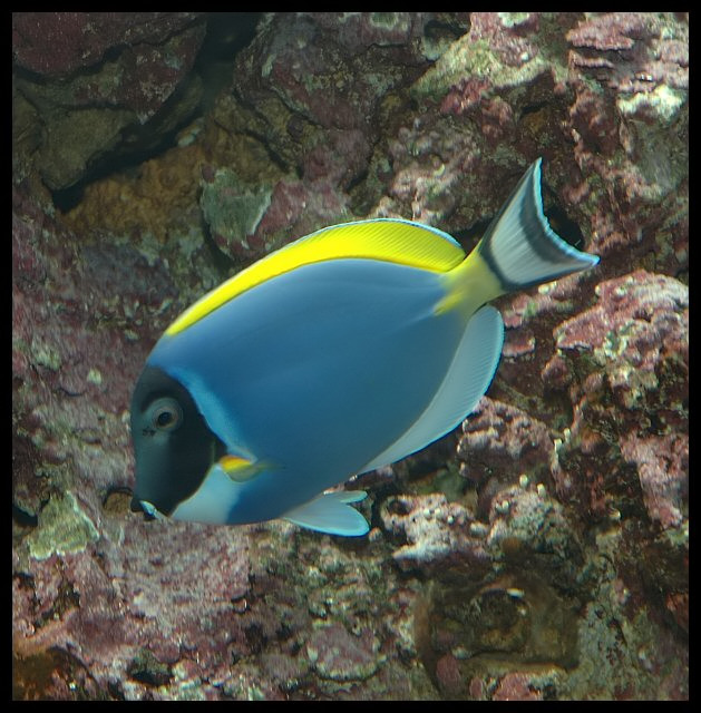 bluefish_filtered.jpg