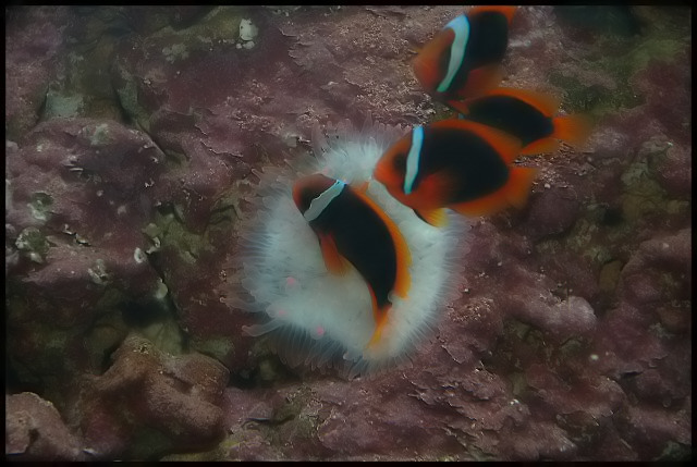 clownfish_filtered.jpg