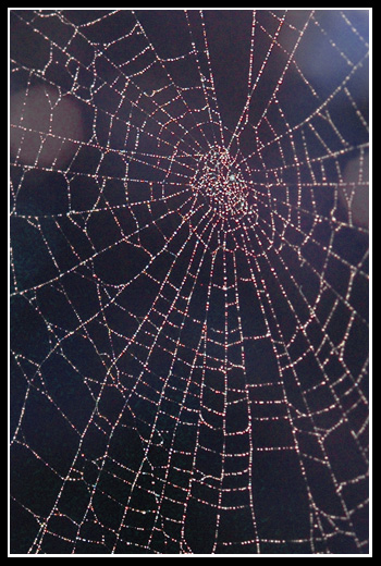 WEB.jpg