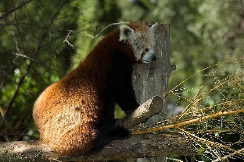 Red-Panda_small.jpg