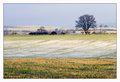 Cotswold Frost
