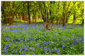 BlueBell-Wood.jpg