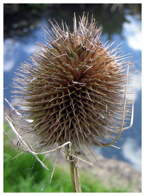 Teasel