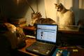 cats-IMG_5419.jpg