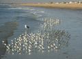 Xmas Walk at the Beach