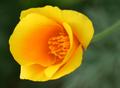 poppy-IMG_9278.jpg