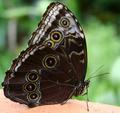 butterfly1-IMG_1357.jpg