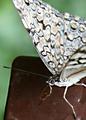 butterfly2-IMG_1347.jpg