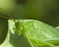 grasshopper-CRW_2296.jpg