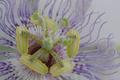 PassionFlowerIMG_2972.jpg