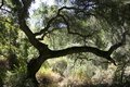 Branch-IMG_5523.jpg