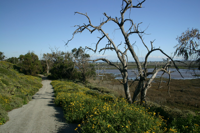 Tree1-IMG_7355.jpg