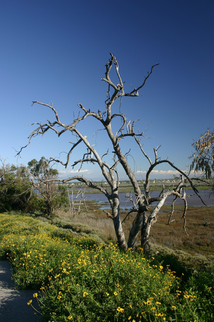 tree2-IMG_7360.jpg