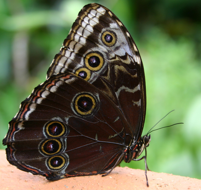 butterfly1-IMG_1357.jpg