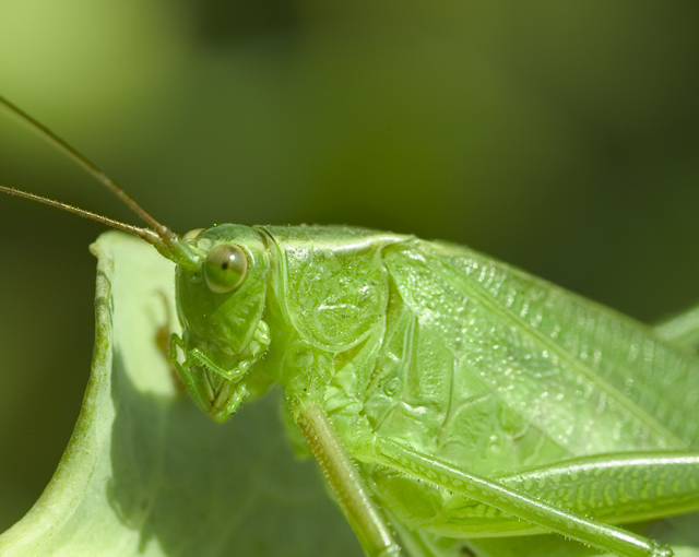 grasshopper-CRW_2296.jpg