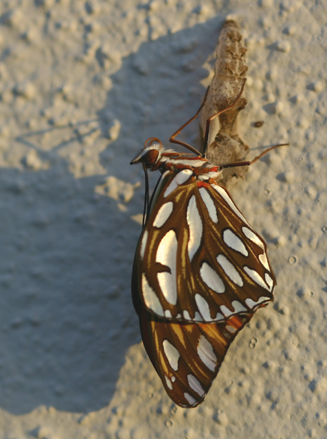 butterfly-IMG_3551.jpg