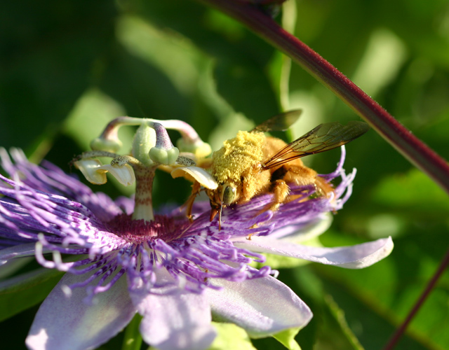 bee-IMG_3787.jpg