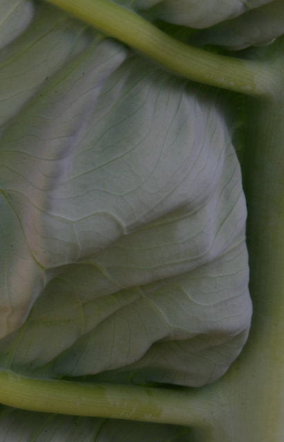 leaf-IMG_3845.jpg