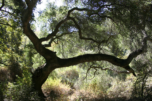 Branch-IMG_5523.jpg