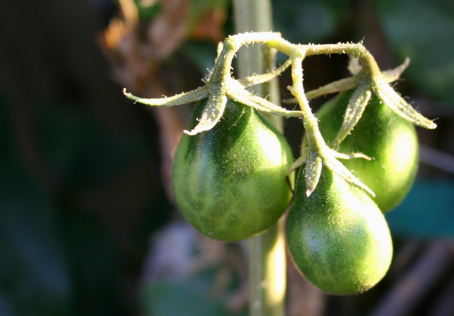tomato-IMG_4470.jpg