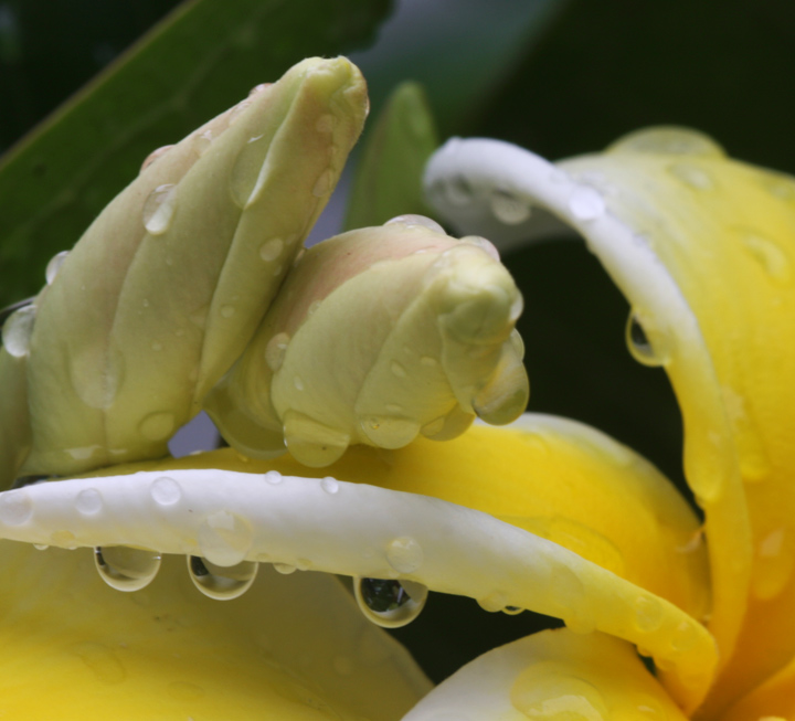 Plumeria