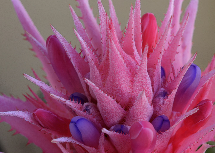Bromeliad Again