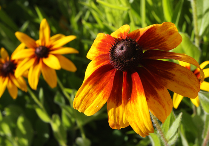 Rudbeckia