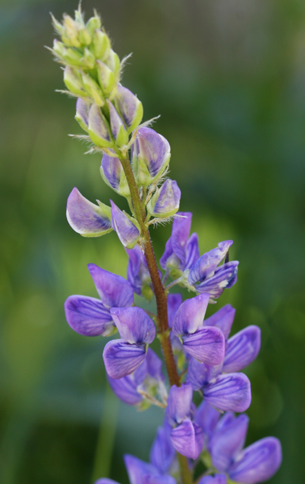 Lupine