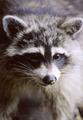 Raccoon1.jpg