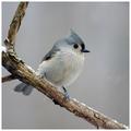Titmouse.jpg