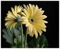Soft Yellow
