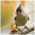 Titmouse Revisited