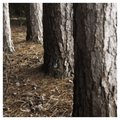 Pine