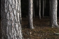 The Dark Forest