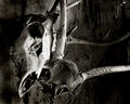 A Past Hunt