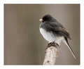 junco