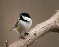 Get My Good Side