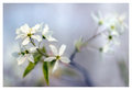 Signs of Spring